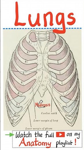 Anatomy of the Lungs - Anatomy of Thorax (Chest)...#respiratory #medical #health #nurse