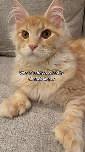 One more lol this audio #mainecoon #catsoftiktok #PetsOfTikTok #polydactyl | Teddy with Thumbs