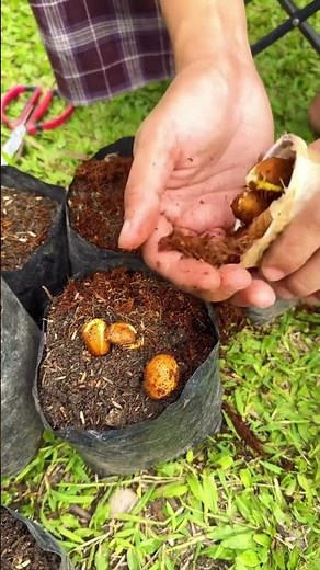 My Dream Fruit Trees 🌱🍈 Growing Cempedak in the Philippines! 🇵🇭 #Shorts