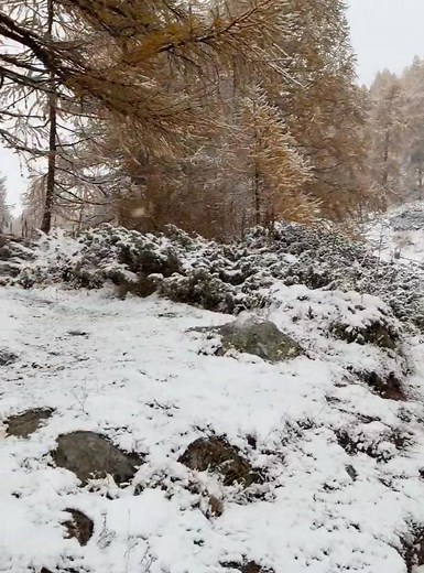 Lo spettacolo del Lago Blu a Cervinia in Valle d'Aosta oggi sotto una magica nevicata con i larici colorati d'oro e avvolti dalla neve.. 📸🖼️🔝😍❄️🍁 Video di Stefano #montagna #alpi #neve #cervinia #valledaosta #autunno | Passione Neve & Montagna