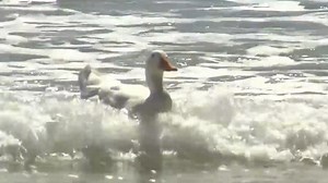 Gold Coast retiree’s surfing duck turns heads