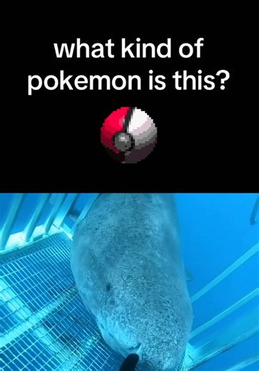 Rare Shiny Shark Mommy: Rarest Shiny Pokémon Revealed