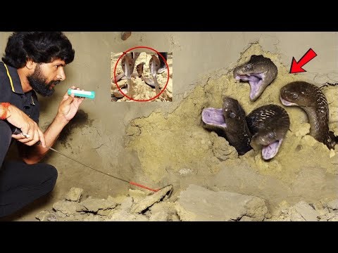 “घर के अंदर नाग-नागिन का आतंक… एक पल की चूक और मौत सामने थी!”😱Murliwale Hausla