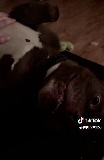 Juju 2012 (@juju.20126)’s videos with suara asli - iamsriyanti