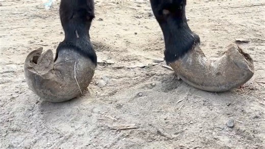 7 years Overgrown donkey hooves are twisted and deformed!Donkey gets wonderful RELIEF RV | Hoof Care