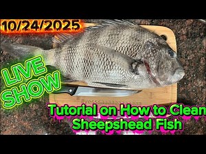 Tutorial on How to Clean Sheepshead Fish LIVE STREAM 10/20/2025 #sheepshead #fishcleaning #fyp