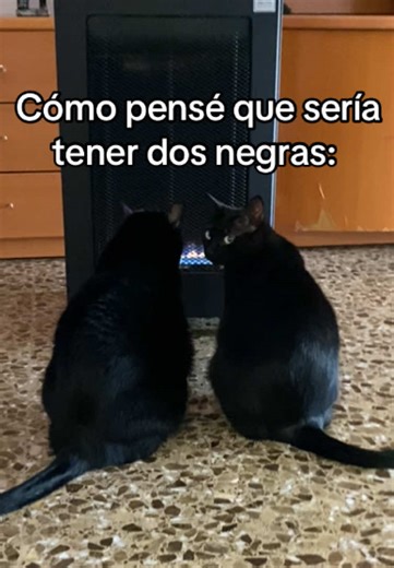 Que risa 🤣 #viral #gatos #fyp #humor #parati | black cat