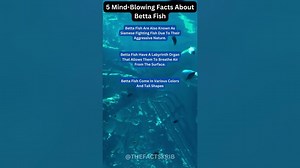 5 Mind-Blowing Facts About Betta Fish