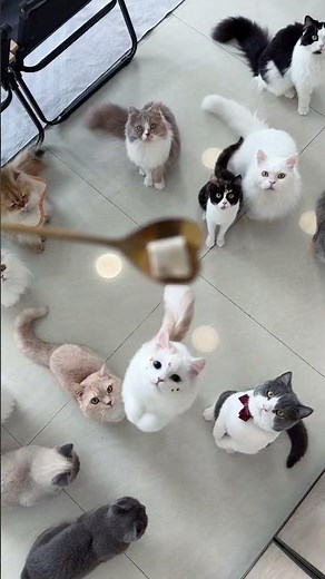 "Cute" is merely my outward appearance. #cat #pets