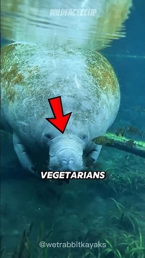 🐋 THE OCEAN’S SWEETEST GIANT (You’ll Love Manatees) #shorts