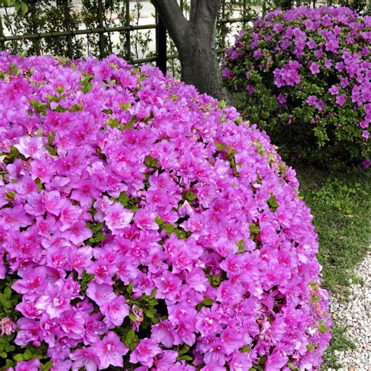 Check The Home Depot's Q&A Before Buying: national PLANT NETWORK 1 Gal. Azalea Poukhanense Compacta Flowering Shrub with Magenta Blooms