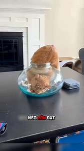 455K views · 3.3K reactions | Phải chăng loài Mèo kêu “meow” chỉ để dụ con người  Nguồn: sưu tầm #EverydayWow #thegioidongvat #animals #facts #cat | Everyday Wow | Facebook