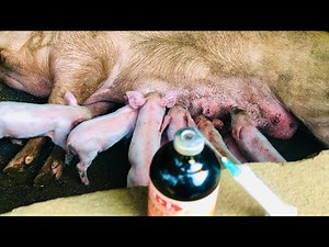 How To Inject Piglets Iron