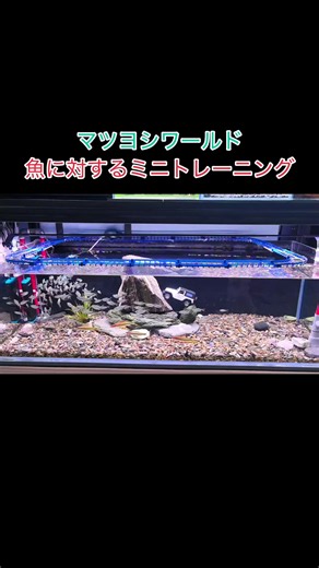 【マツヨシワールド】ジャックナイフテトラの水中トレーニング！おもちゃの車で運動量アップ！