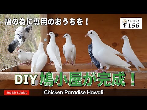 A special home for pigeons! DIY pigeon house completed! EP156