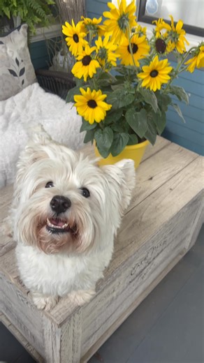 Piper managed to give Mama her best smile and got herself a tasty treat for her effort—so did Pickles ❤️ #funnydogsofinstagram #westies #westie #westiemoments #westie #westiemoments #dogsandpals #doghumor #dogsofinstagram #westielove #dogs #lovemydog | The Piper Chronicles