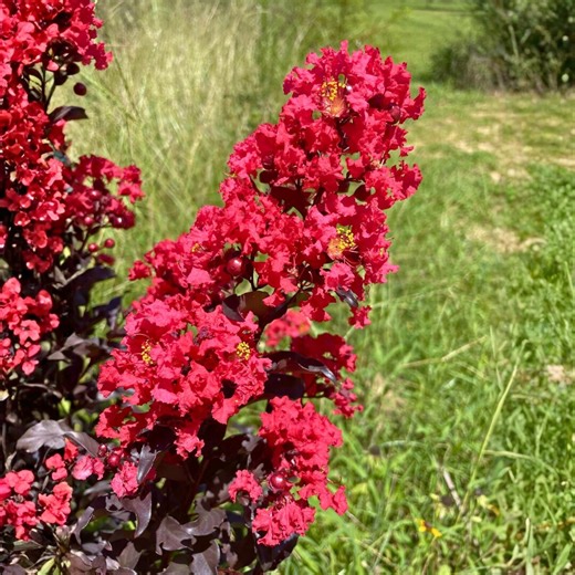 2.5 Ft Raspberry Gelato Indulgence Crape Myrtle Live Plant – Flowering Myrtle Tree, Ornamental Landscape - Etsy