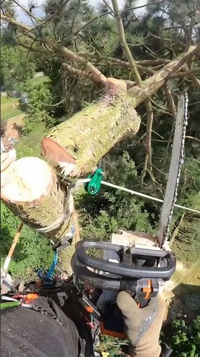Cutting top of tallest tree with unique technique