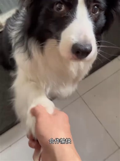 Kế Hoạch Lấy Tiền Của Vợ: Chó Border Collie #تiktok