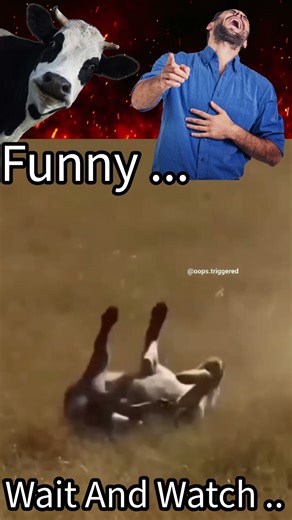 This Elephant’s Fart Broke Jungle Internet #animals #elephant #funnyvideo #funny #shortsfeed #trend