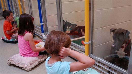 These shelter dogs were frightened of humans, but now kids are helping them in the most awesome way