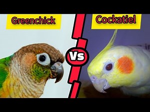 "Cockatiel vs Green Cheek Conure | Which Parrot is Best for You?"