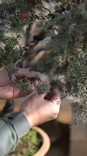 Instructions on how to shape a bonsai tree. Volume 40 #bonsaimaking #lovebonsai #bonsai