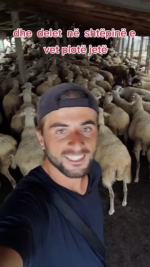 Exploring Sheep Farming in a Barn Setting