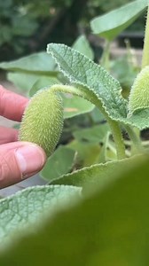 The Exploding Cucumber Plant – Nature’s Machine Gun! #shorts #plants #Farming #instagram #reels #nature | The Facts Hub