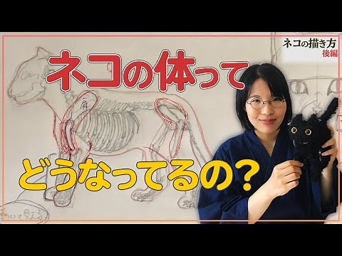 【ネコの描き方・後編】骨格について解説【大人の猫と子猫の違い】