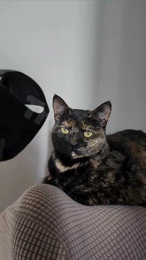 Introducing the CAT BAT MASK™ for Your Cat