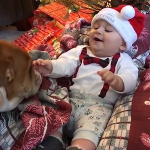 2.6M views · 11K reactions | It's official: there is nothing more pure in this world than watching adorable babies laugh at doggos. | Animal Tales | Facebook