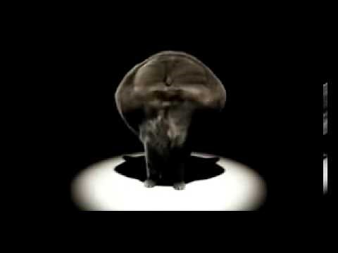 Im a scatman cat full