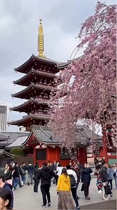 Flooding your camera roll with your trip to Tokyo is the only way to go when there are so many travel experiences to do! 🇯🇵🌸 📸 @warners_wander Find all the things to do in Tokyo ➡️ https://bit.ly/4ca0Tj2 | Viator