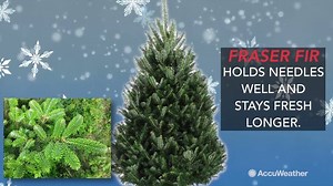 We give you a list of the top 5 picks for popular Christmas tree types and what makes them a good choice: | AccuWeather