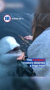 42K views · 900 reactions | This gracious Beluga whale kindly returns this grateful woman's phone!  | Daily Mail Video | Facebook