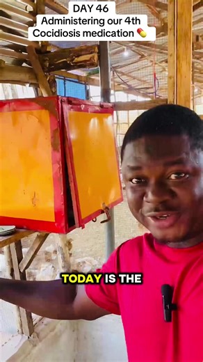 On day 46 We started administring sulperidine to prevent Cocidiosis. Apart from amprolin, amprocox, maridav amprocox and sulperidine, pls suggest other types of coci medication 💊 for me for my next application #myghanaiandreamchallenge #poultryfarming #chicken #cocidiosis @MY GHANAIAN DREAM CHALLENGE
