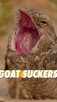 Great Eared Nightjar: The Dragon Bird #Birds #Animals #Nature #Wildlife #Shorts