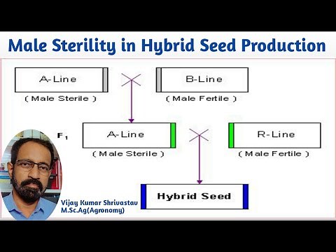 MALE STERILITY IN HYBRID SEED PRODUCTION