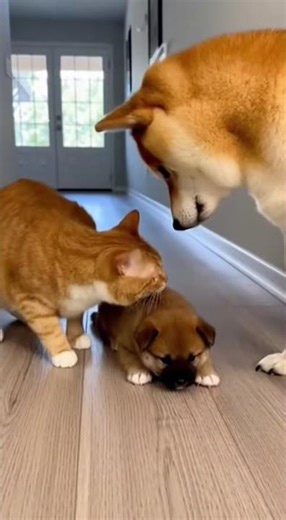 Cat Smacks Puppy Fast… Until Mom Shiba Walks In 😂🐾