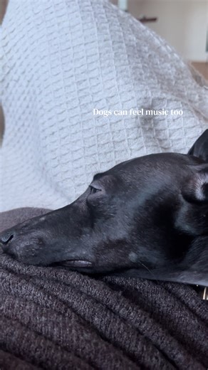 Dogs Enjoying Classical Music by Chopin