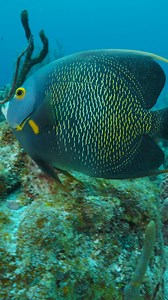 Beautiful Angelfish wp FaLrZ #nature #Ocean #fish | PreeOcean