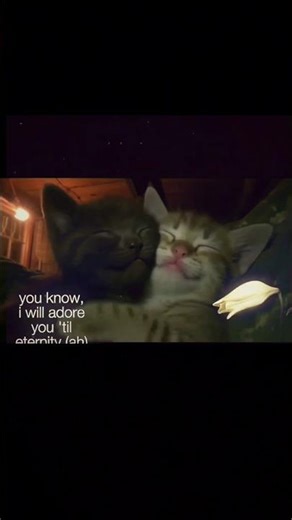 🤍🐾 #ytshorts #youtubeshorts #aesthetic #bollywood #visualpoetry