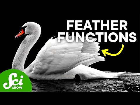 7 Strange Ways Birds Use Their Feathers