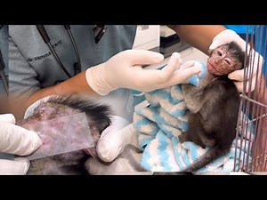 The doctor took a sample of this little monkey's skin disease and the results were ❗️
