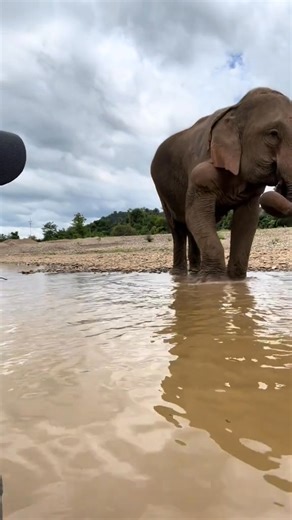 Joy has been chained up for 31 years. Thanks to Planting Peace donors, she is now a free girl. However, we still need to get her across this river, where she will have 300 acres to roam chain-free thanks to Mandalao. The best way to support our effort to keep rescuing more elephants is to sign up for a monthly donation(website link in bio). So many elephants like Joy are just wasting away on chains. It's beyond sad. Let's get them all. - Aaron Jackson @tannerwiththe_tism #elephants #rescue #nonp