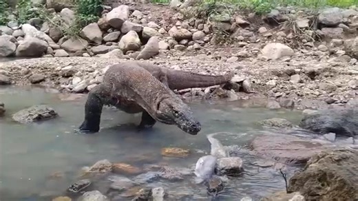 926K views · 3.8K reactions | Komodo dragon tries to attack electric eel #KomodoDragon #KomodoIsland #Wildlife #Indonesia #Travel #Adventure #NaturePhotography #BucketList #WonderfulIndonesia | Ethan Hayes | Facebook