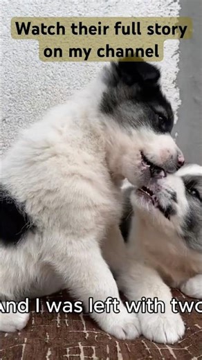 Adopted Together… Then Returned 💔 But They Didn’t Give Up