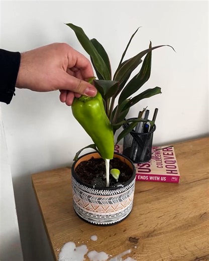 479K views · 4.2K reactions | Plant Care Tips | Magic Hands Creations | Facebook