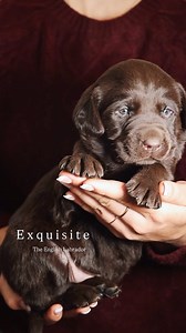 . So out of the ordinary 🤎✨ . If our content makes you smile 😊 please support our family through your encouraging comments, likes, saves & shares. #englishlabrador #labbreeder #chocolatelabrador #puppy #englishlab #fyp #labradorlove #outoftheordinary 🐾 | Hickory Bluff Labradors LLC